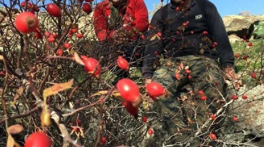Doğadan gelen şifa kuşburnuna dağcı ilgisi