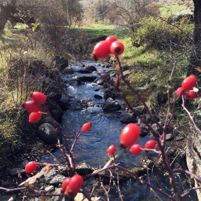 Doğadan gelen şifa kuşburnuna dağcı ilgisi 1