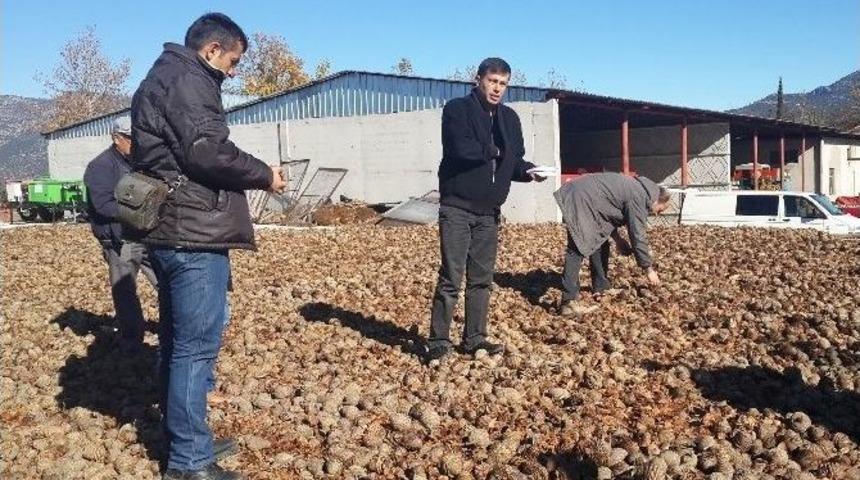 15 Milyon Sedir Tohumunu Toprakla Buluşacak