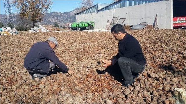 15 Milyon Sedir Tohumunu Toprakla Buluşacak 1