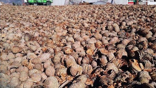 15 Milyon Sedir Tohumunu Toprakla Buluşacak 2