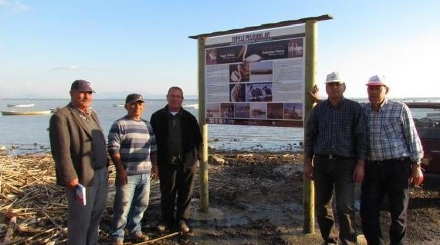 Tepeli Pelikan Tanıtımı İ&ccedil;in Seferberlik