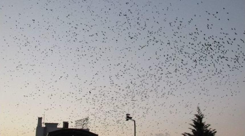 Aydın&rsquo;ı Kargalar İstila Etti