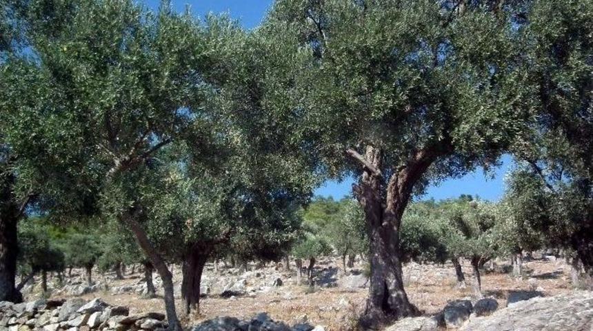 Yaban Domuzları Zeytinliklere Zarar Veriyor