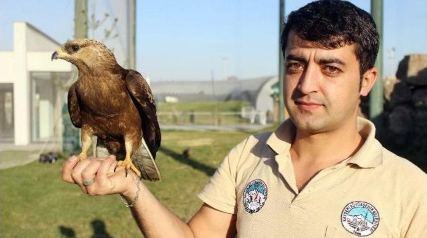 (&ouml;zel Haber) Şahin İle Bakıcısının Kıskandıran Dostluğu