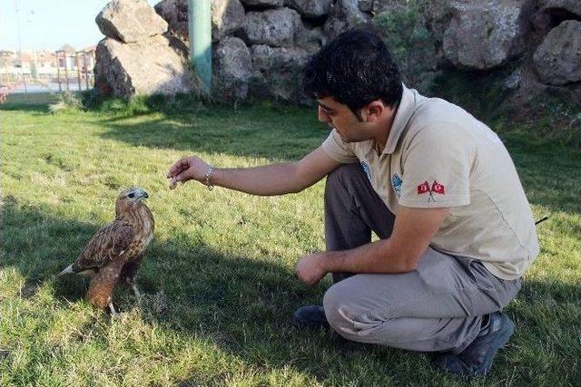 (&ouml;zel Haber) Şahin İle Bakıcısının Kıskandıran Dostluğu 2
