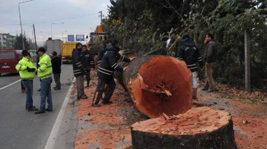 Yalova&rsquo;da kavşak i&ccedil;in kesilen ağa&ccedil;lar  muhta&ccedil;lara yakacak verilecek