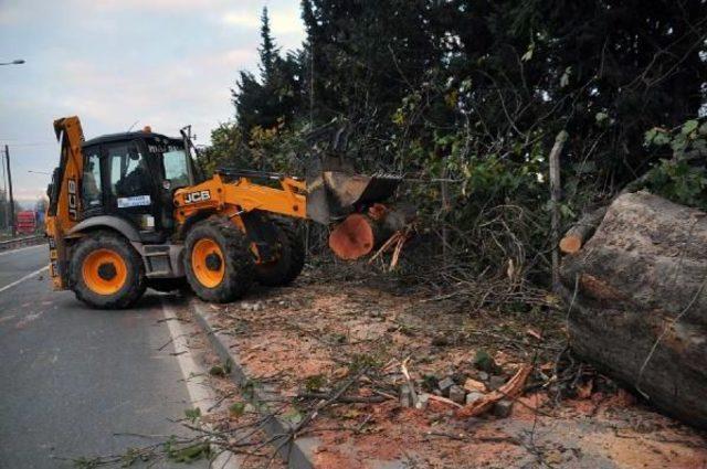 Yalova’da kavşak için kesilen ağaçlar  muhtaçlara yakacak verilecek