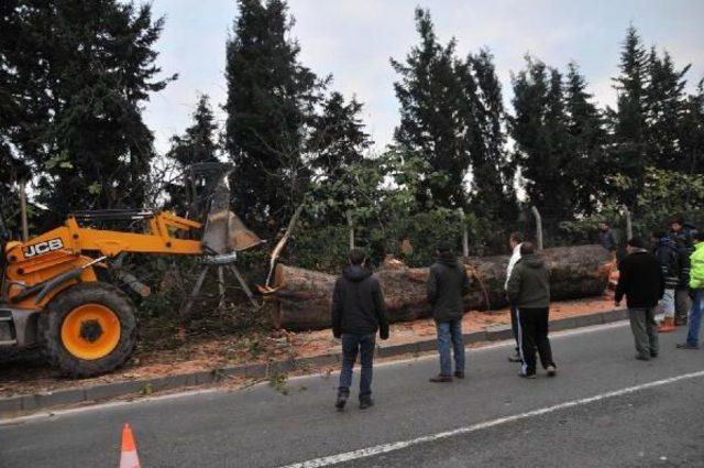 Yalova’da kavşak için kesilen ağaçlar  muhtaçlara yakacak verilecek