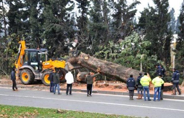 Yalova’da kavşak için kesilen ağaçlar  muhtaçlara yakacak verilecek