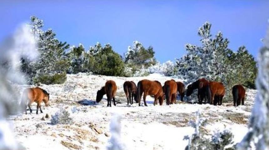Sayıları artan yılkı atlarına kısırlaştırma &ouml;nlemi