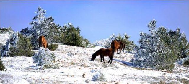 Sayıları artan yılkı atlarına kısırlaştırma &ouml;nlemi 1