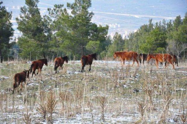 Sayıları artan yılkı atlarına kısırlaştırma &ouml;nlemi 2
