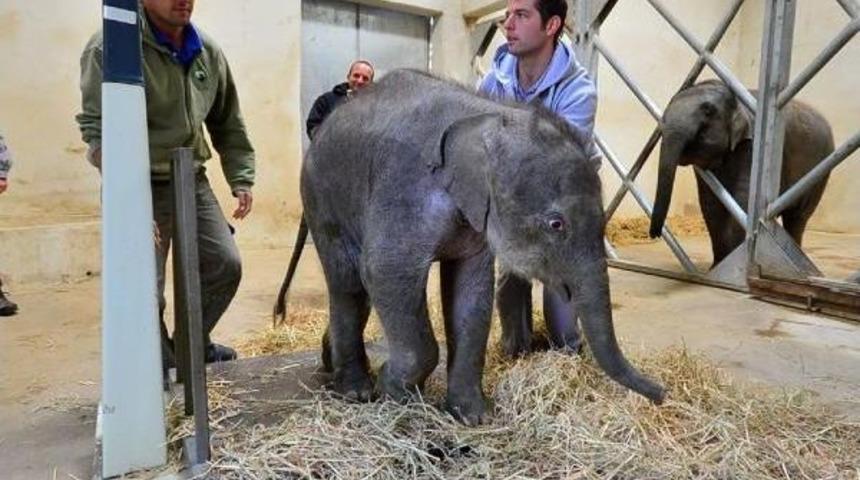 Yavru fil deniz 54 kilo aldı