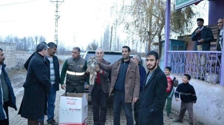 Tedavisi Yapılan Puhu Doğaya Bırakıldı