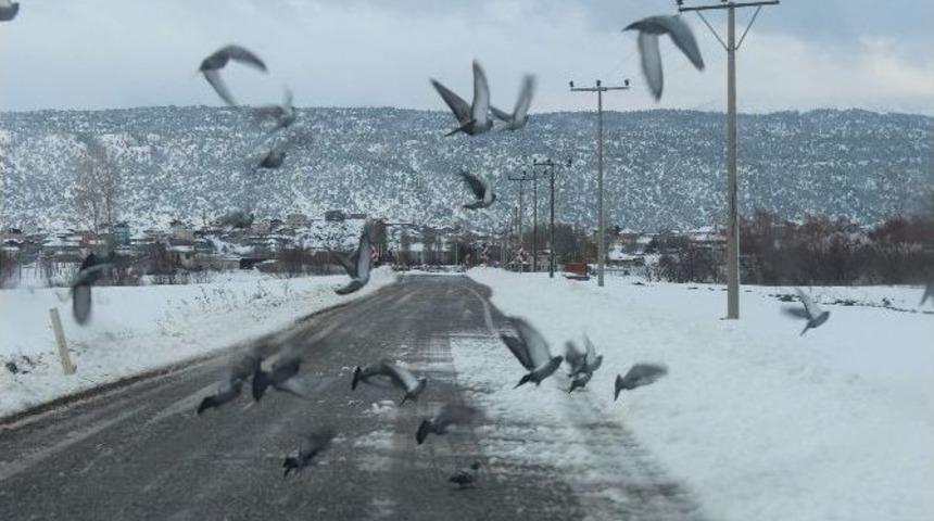Beyşehir&rsquo;de A&ccedil; Kalan Kuş S&uuml;r&uuml;leri Yollara İndi