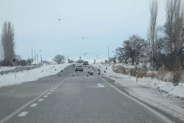 Beyşehir&rsquo;de A&ccedil; Kalan Kuş S&uuml;r&uuml;leri Yollara İndi 1