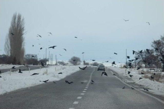 Beyşehir&rsquo;de A&ccedil; Kalan Kuş S&uuml;r&uuml;leri Yollara İndi 2