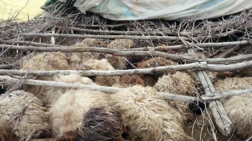 Yıkılan Ahırda 33 Hayvan Telef Oldu