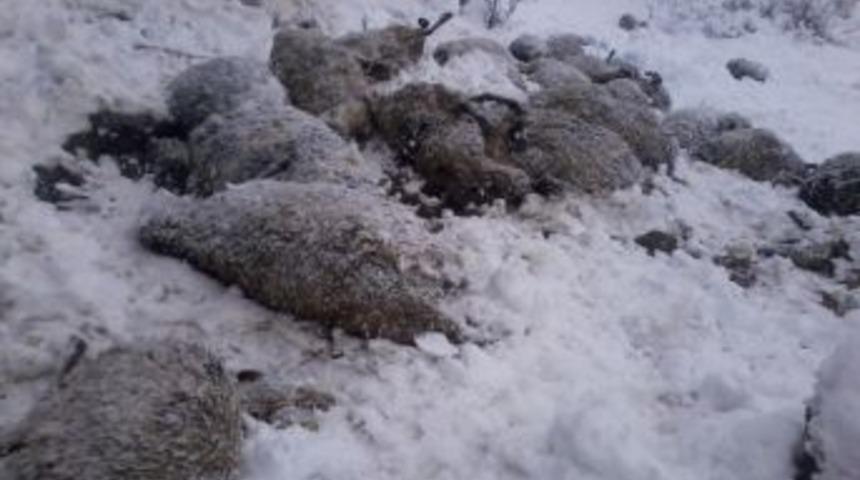 Kurtlar Koyun S&uuml;r&uuml;s&uuml;ne Saldırdı