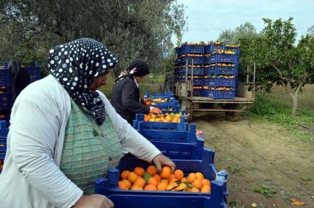 Mandalina &Uuml;reticisi Memnun Değil