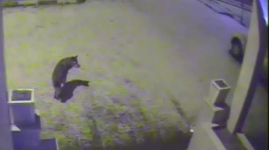 Posof&rsquo;ta İl&ccedil;e Merkezine İnen Kurt Mobese&rsquo;ye Takıldı