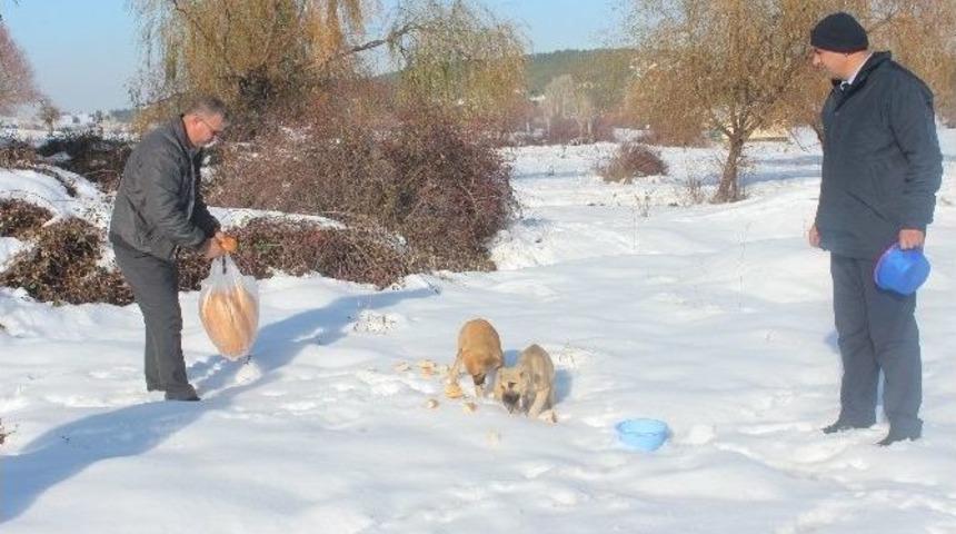 A&ccedil; Kalan Sokak Hayvanlarına Yiyecek Bırakıldı