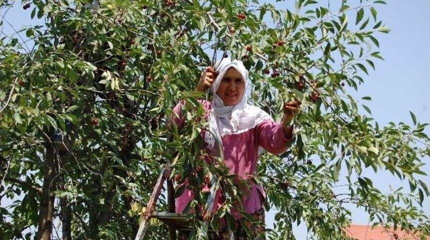 K&uuml;tahya&rsquo;da 975 Bin Vişne Ağacı Var