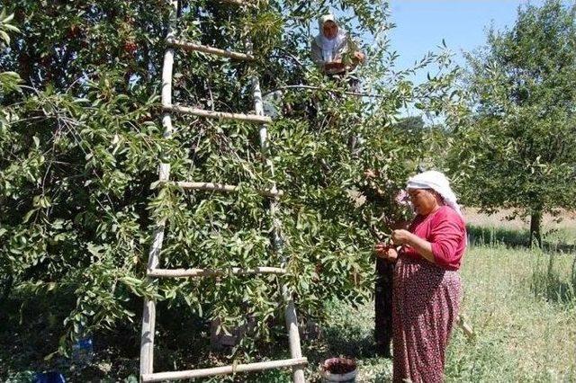 Kütahya’da 975 Bin Vişne Ağacı Var 1