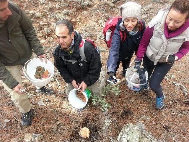 Bodrum’da Mantar Avı Turları Başladı