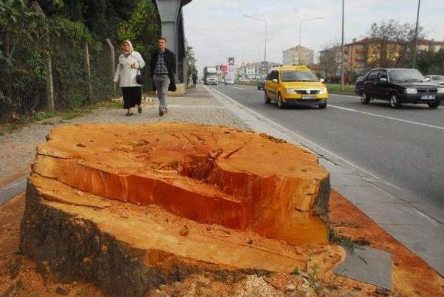 'toprak dede' karaca: ben olsam o ağaçları kesmez, güzergahı değiştirirdim