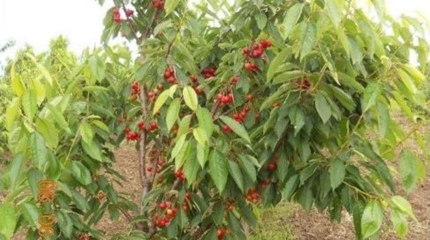 &Ccedil;eribaşı Kirazı, Enez&rsquo;in Vazge&ccedil;ilmez &Uuml;r&uuml;n&uuml; Olmaya Başladı