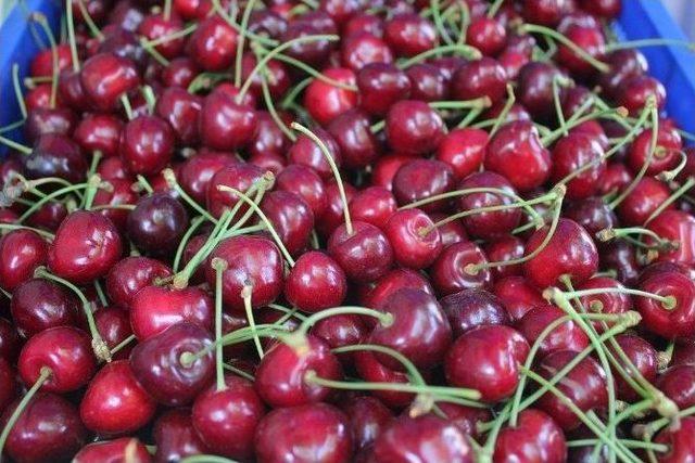 &Ccedil;eribaşı Kirazı, Enez&rsquo;in Vazge&ccedil;ilmez &Uuml;r&uuml;n&uuml; Olmaya Başladı 2