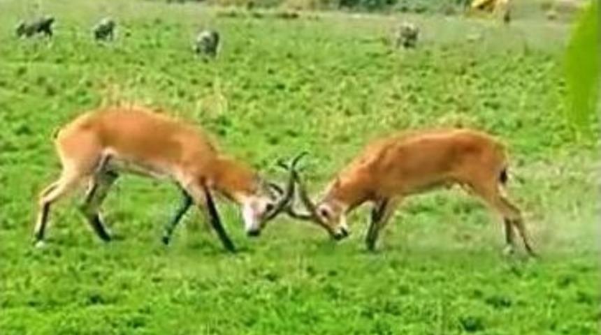 Ceylanların Kavgası B&ouml;yle G&ouml;r&uuml;nt&uuml;lendi
