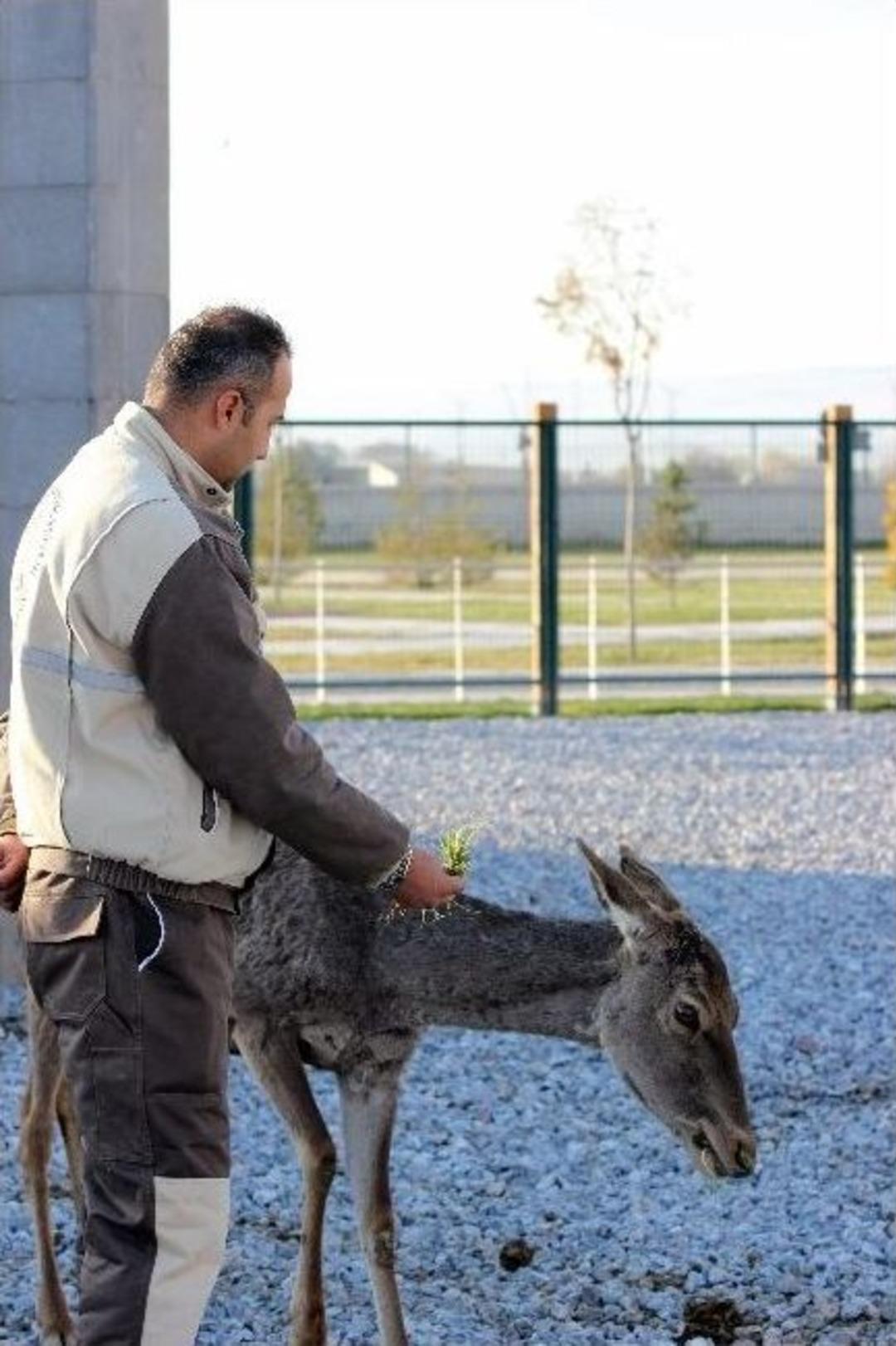 Geyiklere &lsquo;mıcırlı&rsquo; Pedik&uuml;r