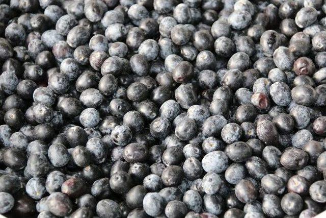 Manisa &Uuml;z&uuml;mleri Avrupa&rsquo;ya İhra&ccedil; Ediliyor 1