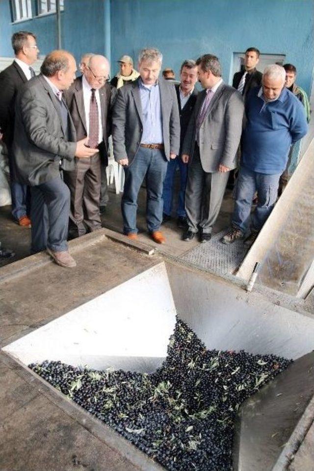 Manisa &Uuml;z&uuml;mleri Avrupa&rsquo;ya İhra&ccedil; Ediliyor 2