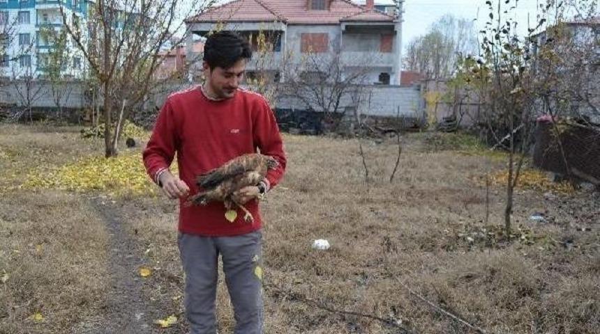 Kartalın u&ccedil;maması i&ccedil;in kanatlarını kestiler