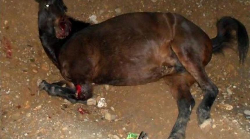 Aracın &ccedil;arptığı at 2 saat sonra telef oldu