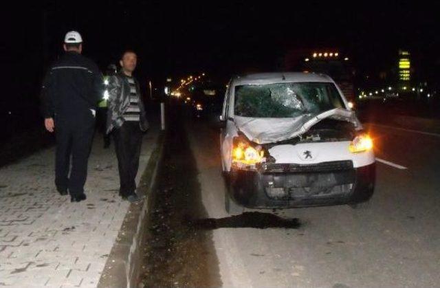 Aracın &ccedil;arptığı at 2 saat sonra telef oldu 1