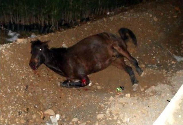 Aracın &ccedil;arptığı at 2 saat sonra telef oldu 2