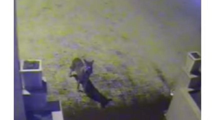 Kurtlar posof'a indi, g&uuml;venlik kamerası g&ouml;r&uuml;nt&uuml;ledi