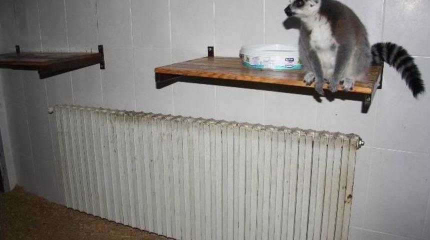 (&ouml;zel-haber) Soğuktan Etkilenen Tropikal Hayvanlara Kaloriferli Isıtma