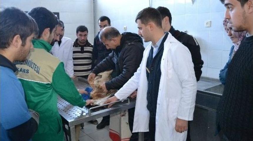 Yaralı Kartal Detavi Altına Alındı