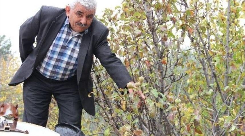 Armut Ağacı Aralık&rsquo;ta Meyve Verdi