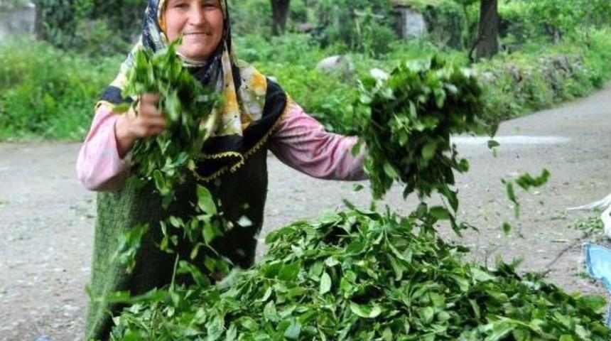 T&uuml;rk beyaz &ccedil;ayında kanser ilacı umudu rizelileri sevindirdi