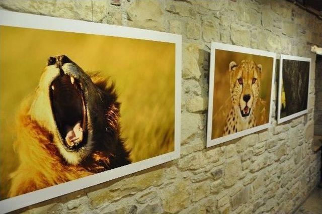 Kuşadası’nda “afrika Afrika“ Fotoğraf Sergisi