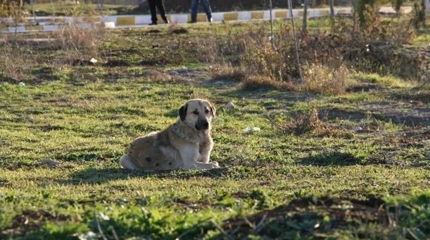 Başıboş K&ouml;pekler Tehlike Sa&ccedil;ıyor