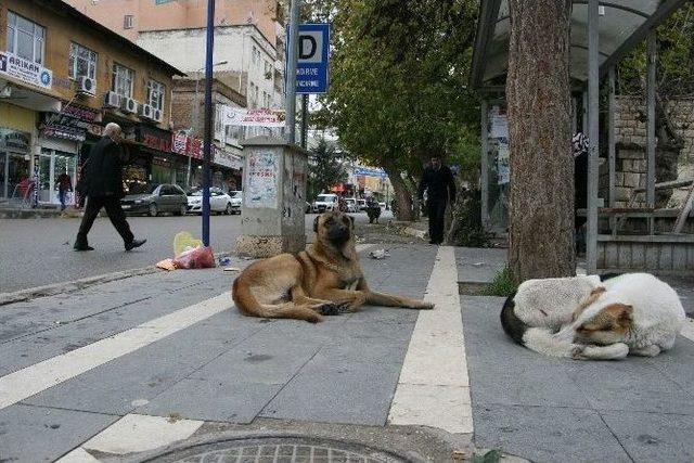 Başıboş Köpekler Tehlike Saçıyor