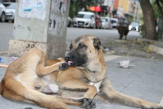 Başıboş Köpekler Tehlike Saçıyor